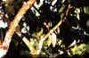 Cocoa .jpg (68298 bytes)